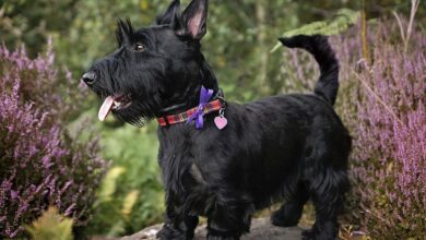 Looking for A Scottish Terrier Puppy? Is A Scottish Terrier Puppy The Right Fit For Your Family?