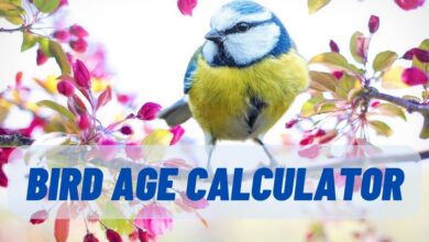 Bird Age Calculator