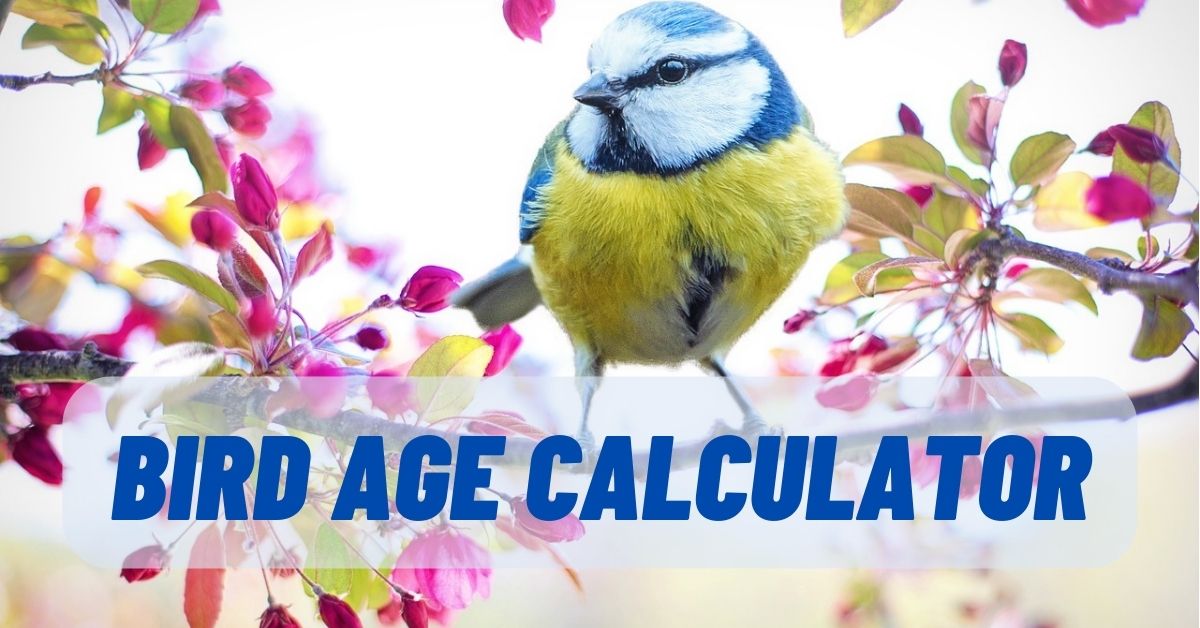 Bird Age Calculator