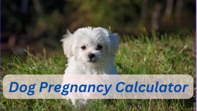 Dog Pregnancy Calculator | Dog Due Date Calculator