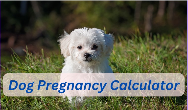 Dog Pregnancy Calculator | Dog Due Date Calculator