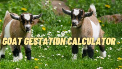 Goat Gestation Calculator | Goat Due Date Calculator