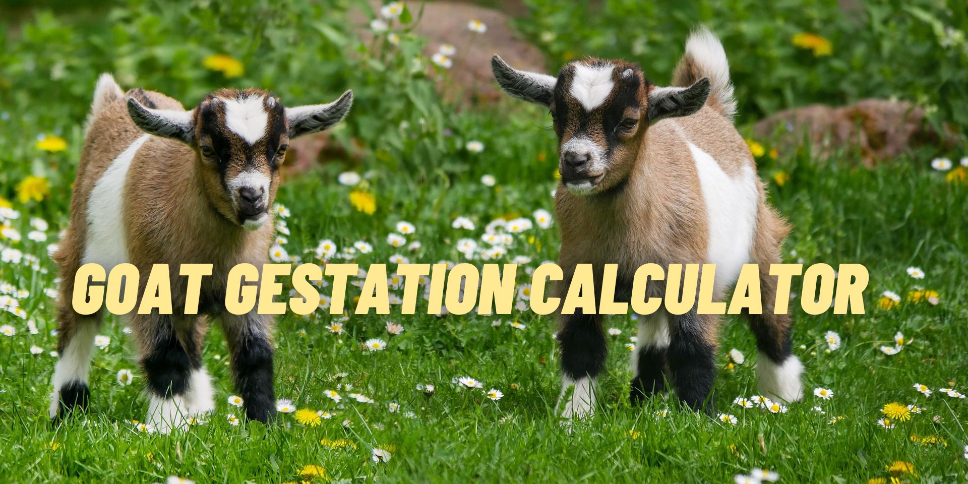 Goat Gestation Calculator | Goat Due Date Calculator