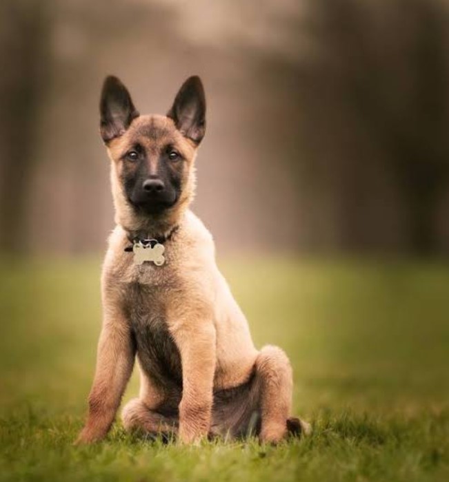 Belgian Malinois Puppies: Devoted Guardians and Playmates