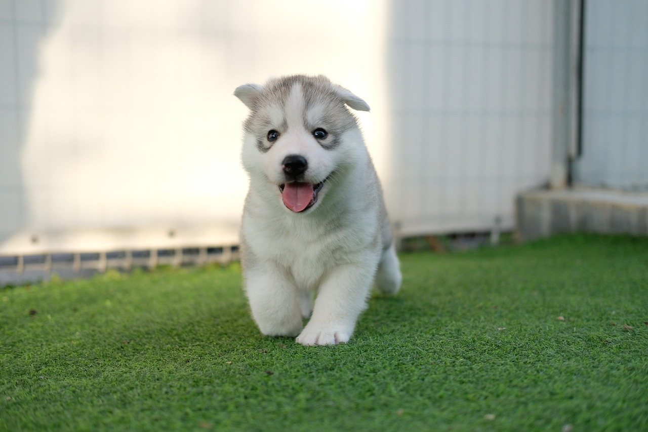 Adorable Siberian Husky Puppies Looking for Loving Homes