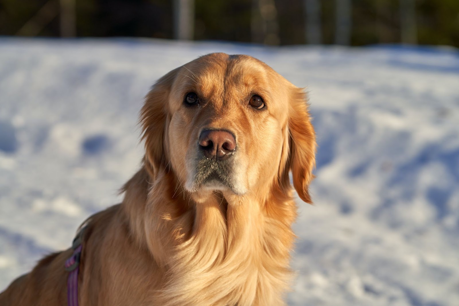 Why Golden Retrievers Are Perfect for First-Time Pet Parents