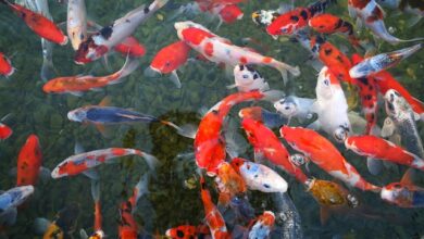 Achieving Success with Koi Aquarium Filter Media for a Healthy Pond
