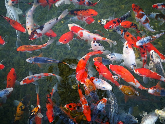 Achieving Success with Koi Aquarium Filter Media for a Healthy Pond