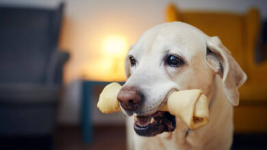 Top 10 Dental Toys for Keeping Your Pet’s Teeth Clean and Healthy