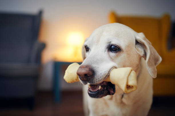 Top 10 Dental Toys for Keeping Your Pet’s Teeth Clean and Healthy