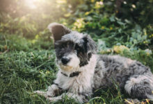 Aussiedoodle: The Intelligent, Loyal, and Playful Hybrid Breed