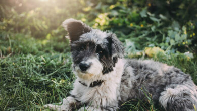 Aussiedoodle: The Intelligent, Loyal, and Playful Hybrid Breed