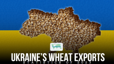 What share of the world’s grain comes from Ukraine?
