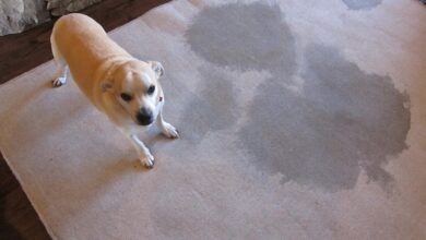 What Are The Best Methods For Eliminating Pet Odor?