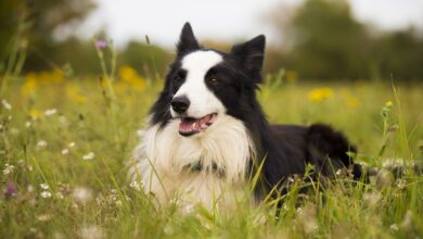 5 Tips on How To Care for Border Collie Chihuahua Mix