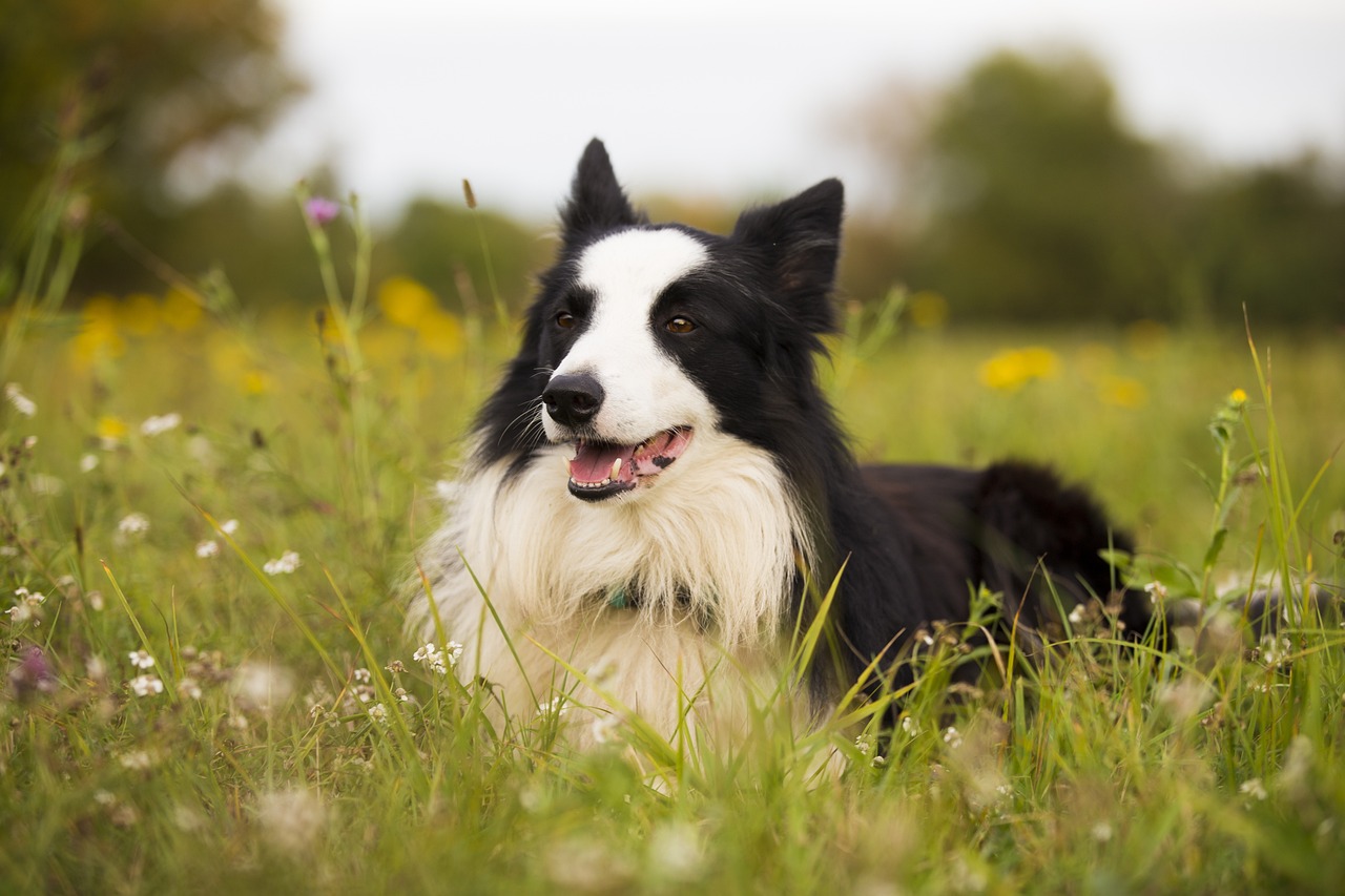 5 Tips on How To Care for Border Collie Chihuahua Mix