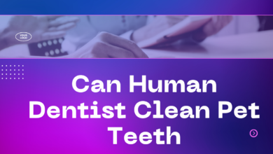 Can Human Dentist Clean Pet Teeth?