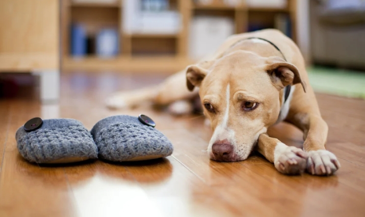 Pet Health Care at Health Link Pharmacy