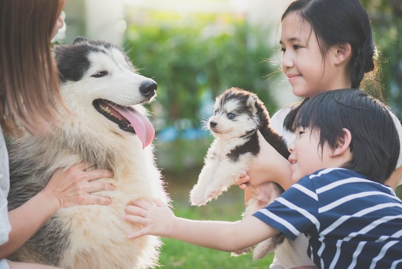 Essential Tips for New Pet Owners: A Guide to Getting Started