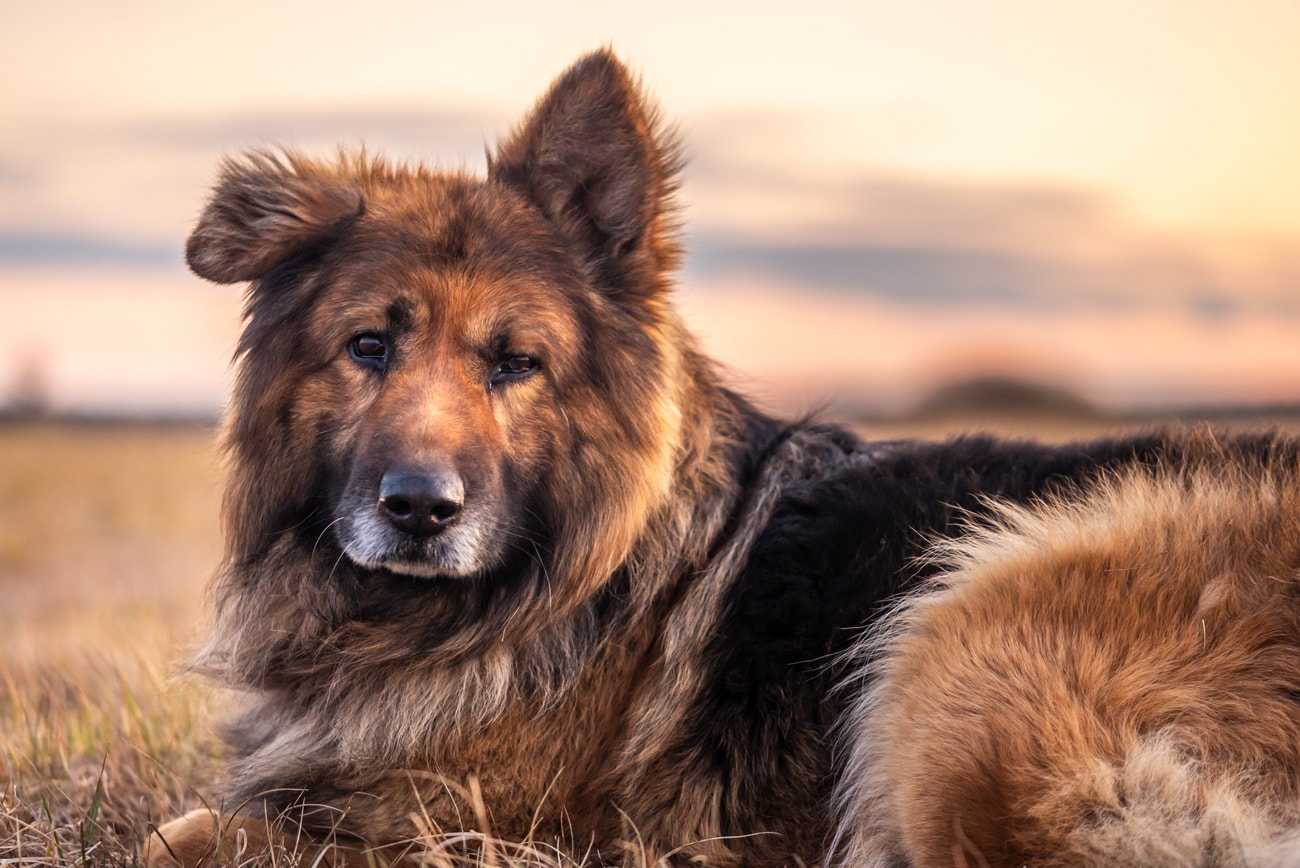 What You Need to Know About the Price of a German Shepherd in India??