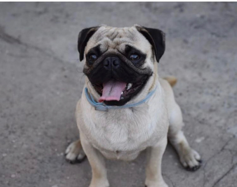 Pug Price in India: What are the Costs of Owning a Pug?