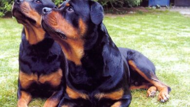 Introducing Rottweiler Puppies For Sale In Bangalore