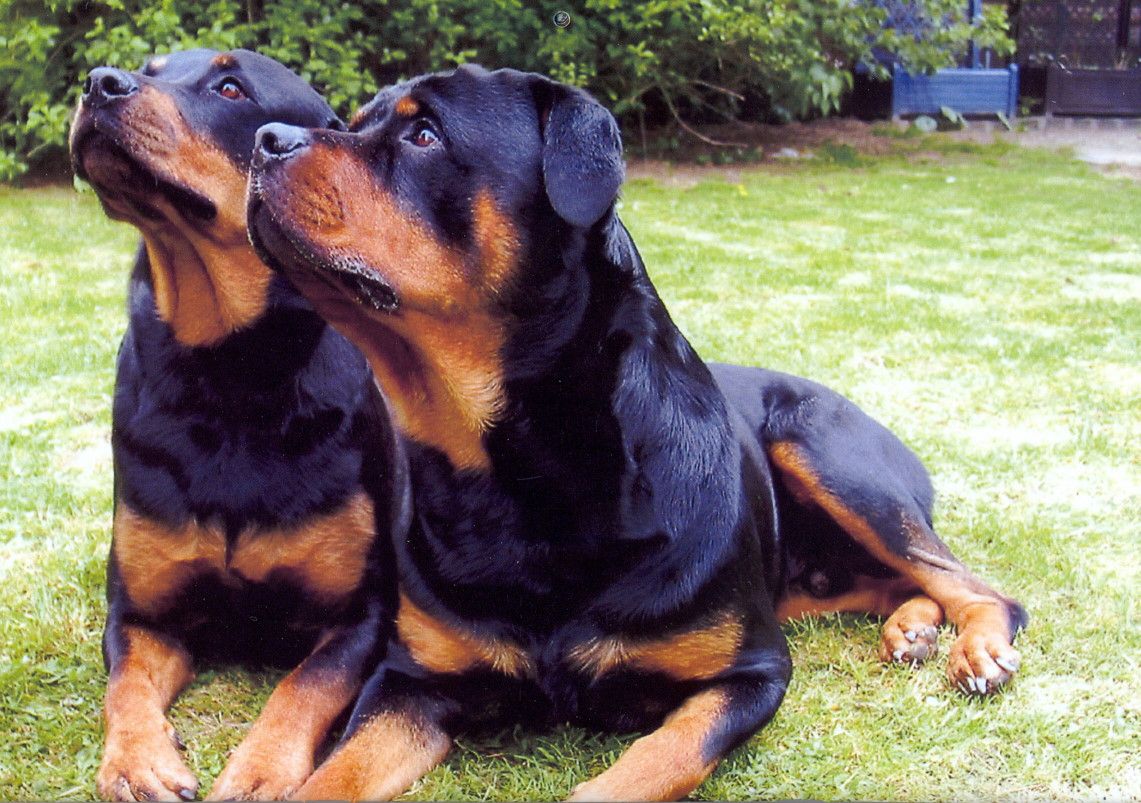 Introducing Rottweiler Puppies For Sale In Bangalore