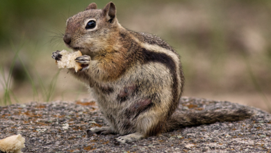 Is It Possible to Remove Chipmunk Only by Garden Maintenance?
