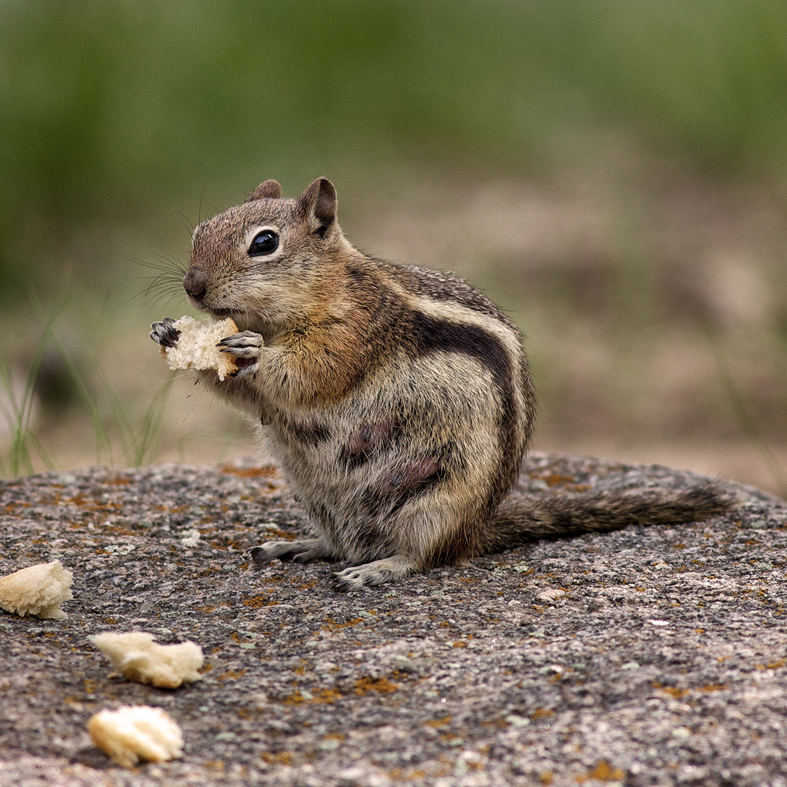 Is It Possible to Remove Chipmunk Only by Garden Maintenance?