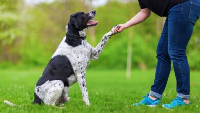 Understanding the Role & Importance of Dog Trainers