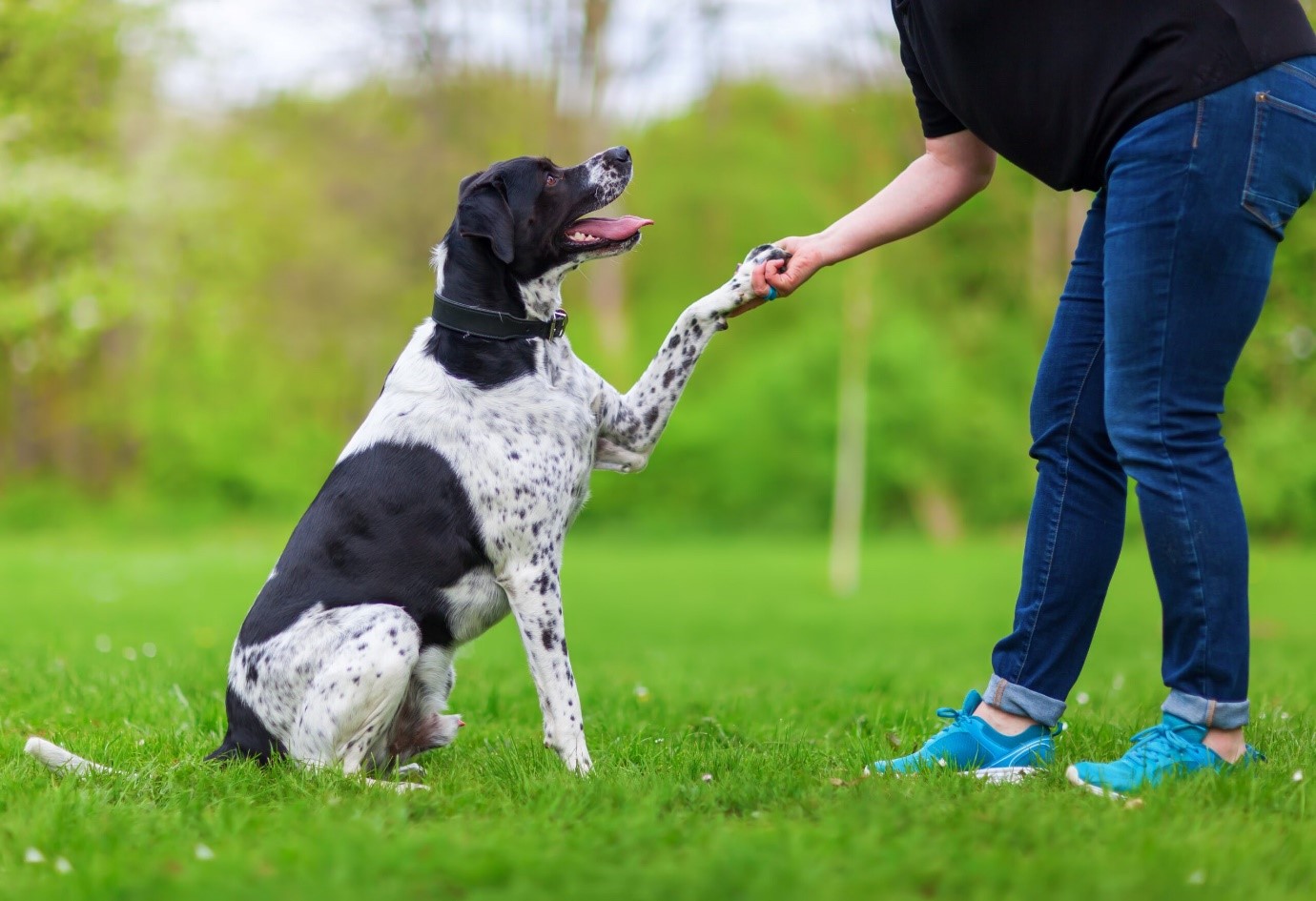 Understanding the Role & Importance of Dog Trainers