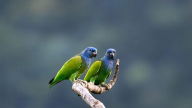 Discovering the Perfect Pet Companion with Bronze Wing Pionus Parrots