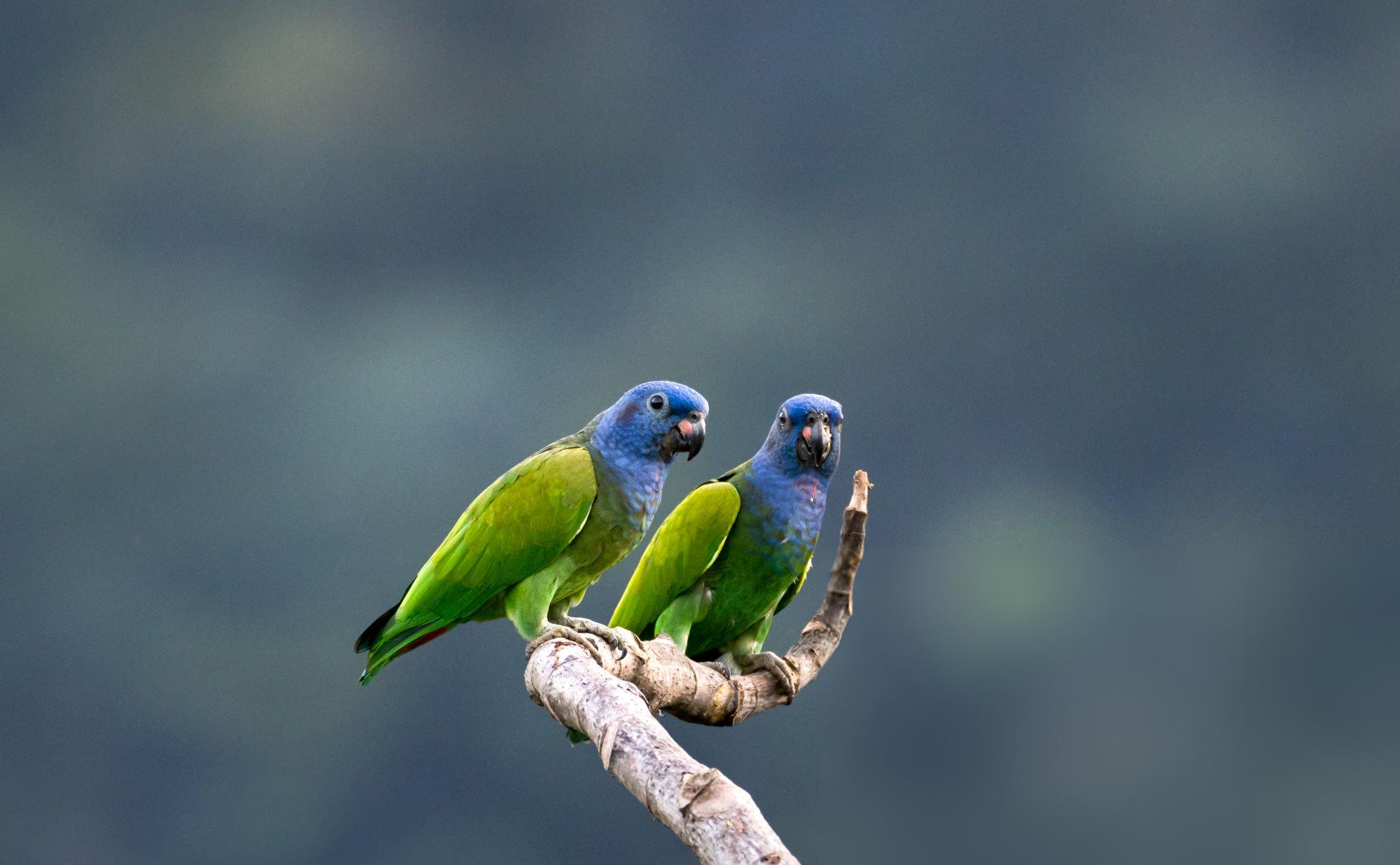 Discovering the Perfect Pet Companion with Bronze Wing Pionus Parrots