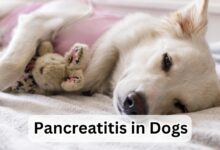 Top 12 Tips for Preventing Pancreatitis in Dogs