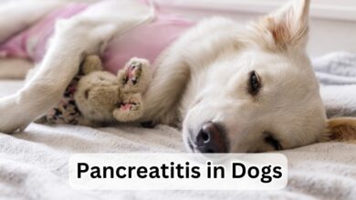 Top 12 Tips for Preventing Pancreatitis in Dogs