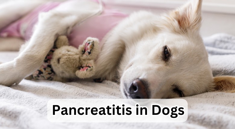 Top 12 Tips for Preventing Pancreatitis in Dogs