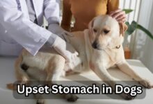 10 Tips for Preventing Upset Stomach in Dogs