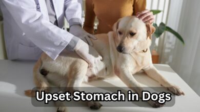 10 Tips for Preventing Upset Stomach in Dogs