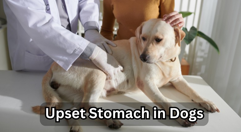 10 Tips for Preventing Upset Stomach in Dogs