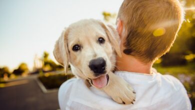 Navigating Housing with Service Dogs and Emotional Support Animals: Top 3 Benefits of Registration