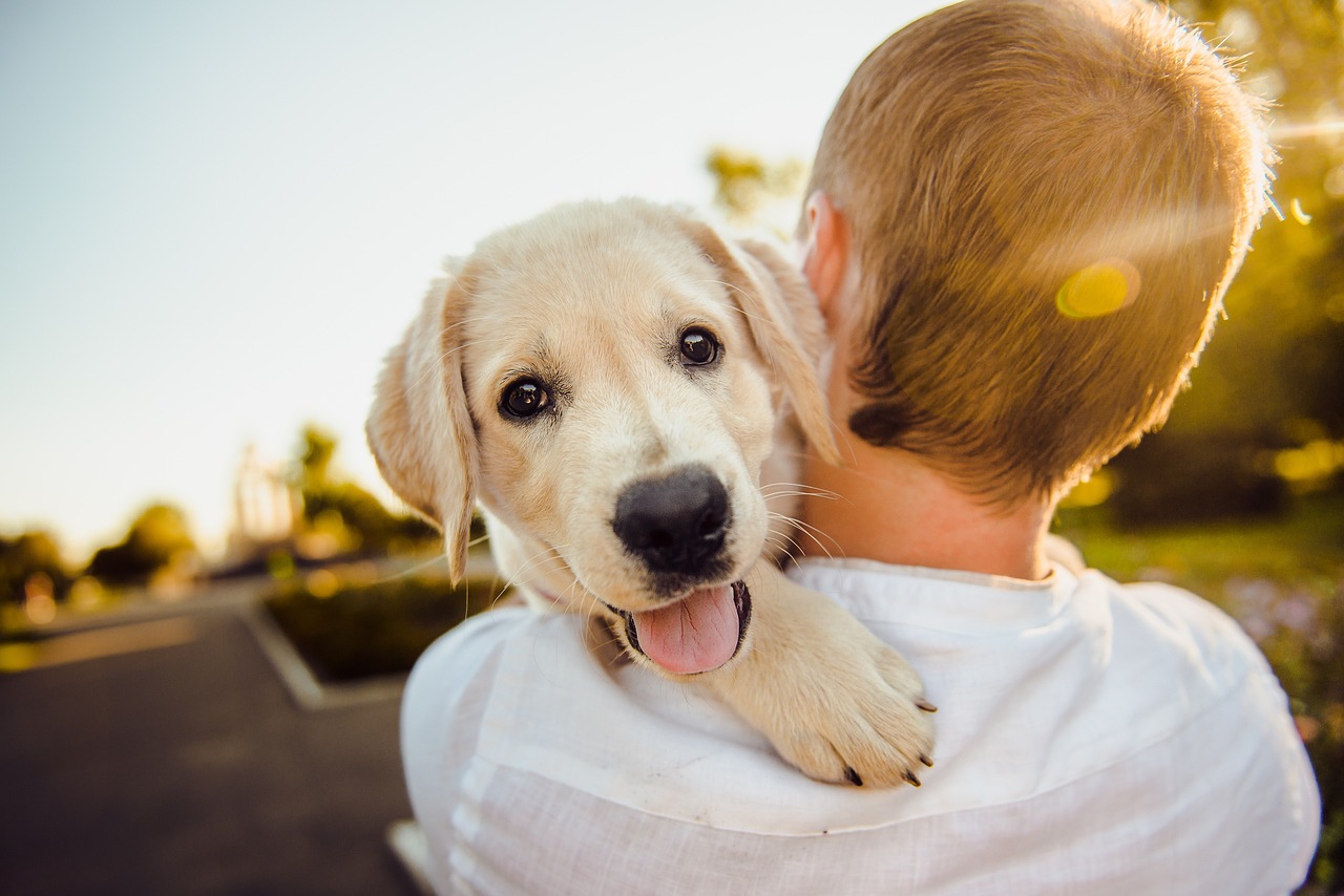 Navigating Housing with Service Dogs and Emotional Support Animals: Top 3 Benefits of Registration