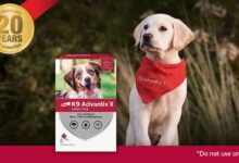 Say Goodbye to Fleas & Ticks with Dog Flea Treatment K9 Advantix II