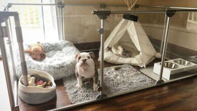 Modern Pet Houses with Glass Railings: Safe and Stylish