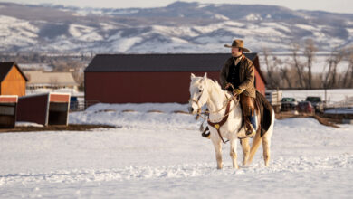 Top 6 Winter Care Tips for Horses in Metal Barns