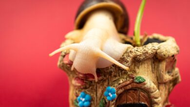 Your Guide to Giant African Land Snails for Sale