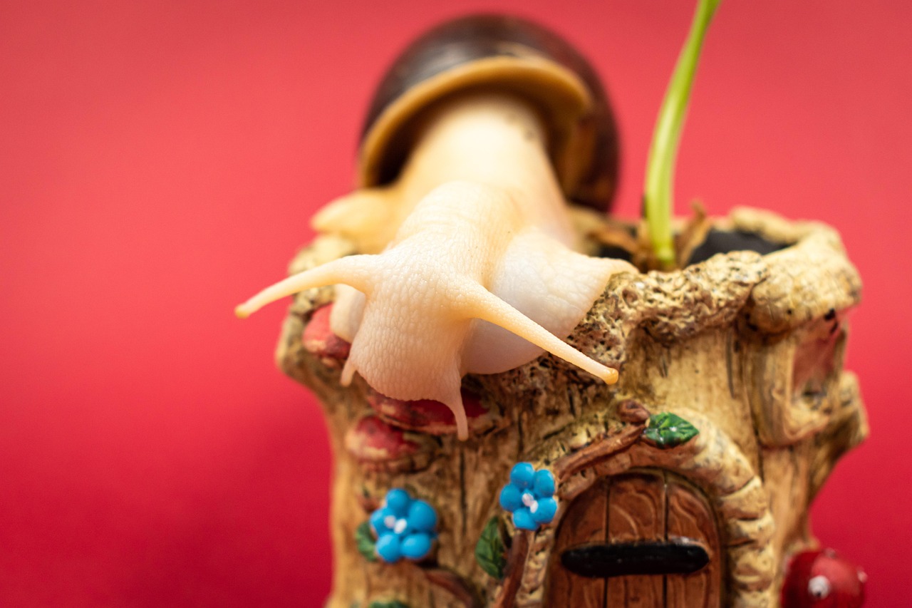 Your Guide to Giant African Land Snails for Sale Your Guide to Giant African Land Snails for Sale