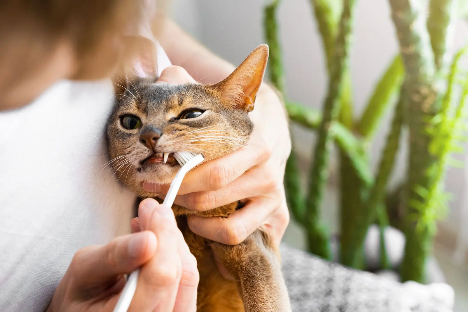 Are Dental Health Products Really Necessary for Your Cats Oral Hygiene? Are Dental Health Products Really Necessary for Your Cats Oral Hygiene?